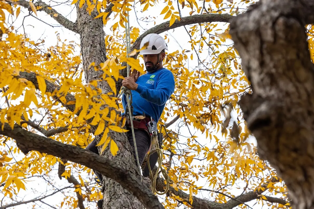 Skilled Tree Trimming crew working in Chadds Ford
